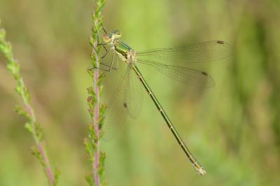 <i>Lestes virens</i>