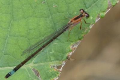 <i>Ischnura elegans</i>
