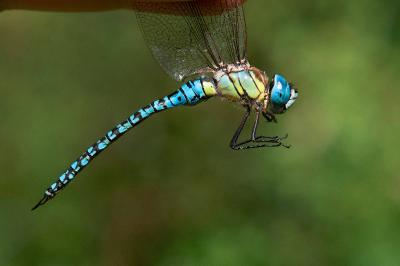 <i>Aeshna affinis</i>
