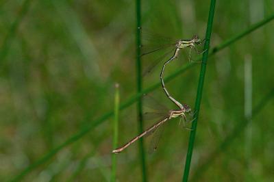 <i>Lestes barbarus</i>