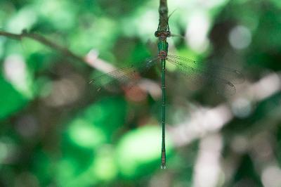<i>Chalcolestes viridis</i>