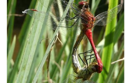 <i>Sympetrum sanguineum</i>