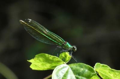 <i>Calopteryx splendens</i>