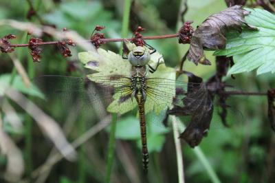 <i>Aeshna affinis</i>