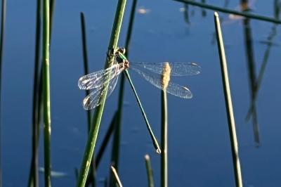 <i>Chalcolestes viridis</i>
