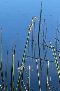 <i>Chalcolestes viridis</i>