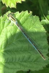 <i>Enallagma cyathigerum</i>