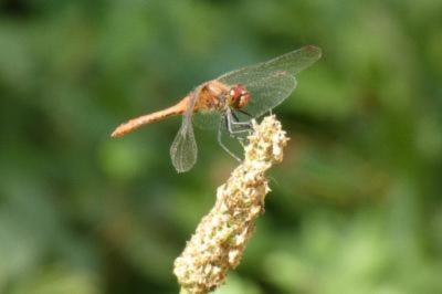 <i>Sympetrum sanguineum</i>
