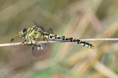 <i>Onychogomphus forcipatus</i>