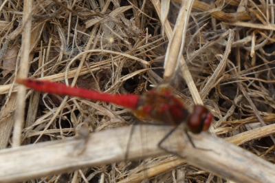<i>Sympetrum sanguineum</i>