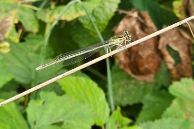 <i>Platycnemis pennipes</i>