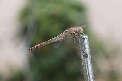 <i>Sympetrum striolatum</i>