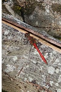 <i>Sympetrum sanguineum</i>