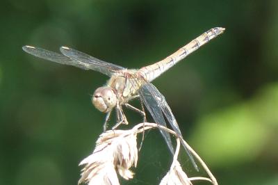 <i>Sympetrum striolatum</i>