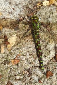 <i>Aeshna cyanea</i>