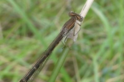 <i>Sympecma fusca</i>