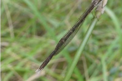 <i>Sympecma fusca</i>
