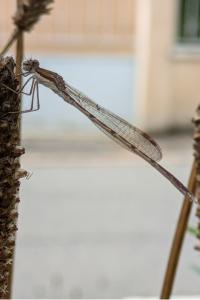 <i>Sympecma fusca</i>