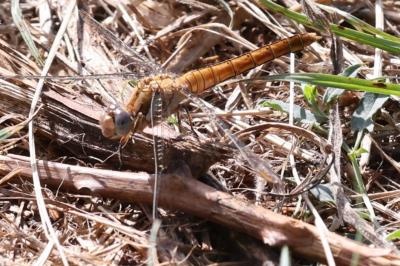 <i>Orthetrum brunneum</i>