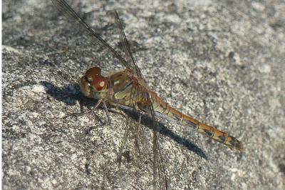 <i>Sympetrum striolatum</i>