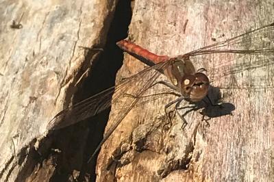 <i>Sympetrum</i>