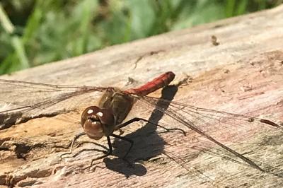 <i>Sympetrum</i>