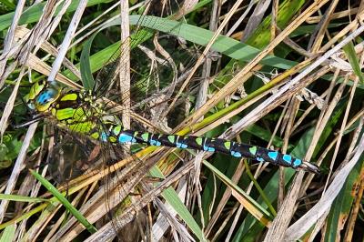 <i>Aeshna cyanea</i>