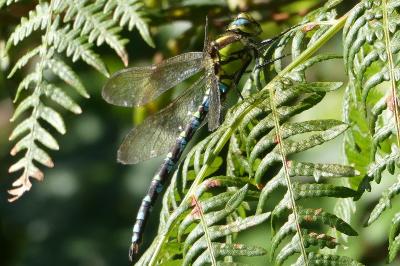 <i>Aeshna cyanea</i>
