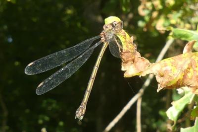 <i>Chalcolestes viridis</i>