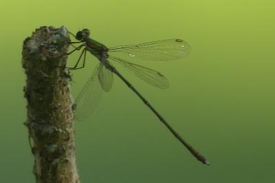 <i>Chalcolestes viridis</i>