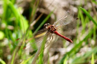 <i>Sympetrum sanguineum</i>