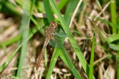 <i>Sympetrum meridionale</i>