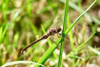 <i>Sympetrum meridionale</i>
