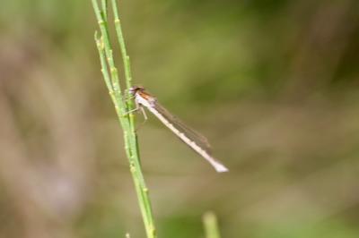 <i>Sympecma fusca</i>