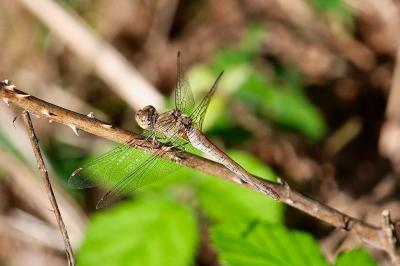 <i>Sympetrum striolatum</i>