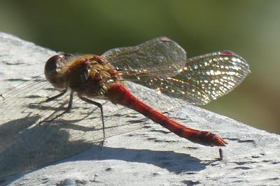 <i>Sympetrum sanguineum</i>