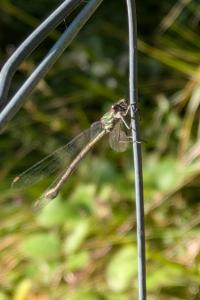 <i>Chalcolestes viridis</i>