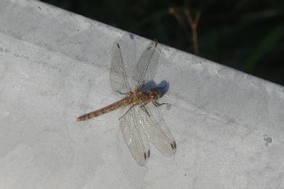 <i>Sympetrum striolatum</i>