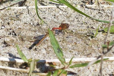 <i>Sympetrum meridionale</i>