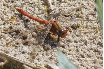 <i>Sympetrum meridionale</i>