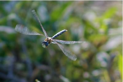 <i>Aeshna mixta</i>
