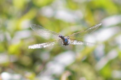 <i>Aeshna mixta</i>