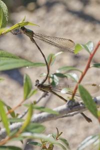 <i>Chalcolestes viridis</i>