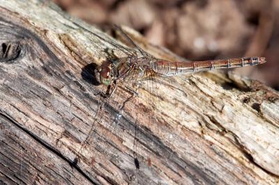 <i>Sympetrum striolatum</i>