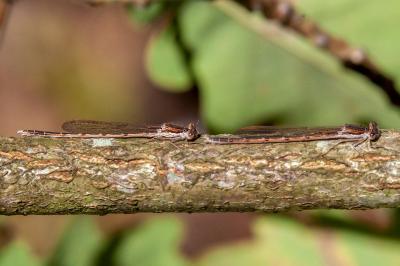 <i>Sympecma fusca</i>