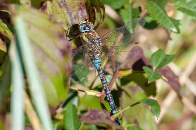 <i>Aeshna mixta</i>