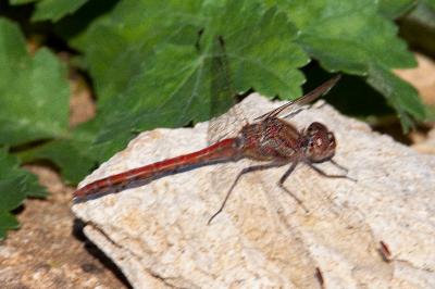 <i>Sympetrum striolatum</i>