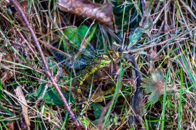 <i>Aeshna cyanea</i>