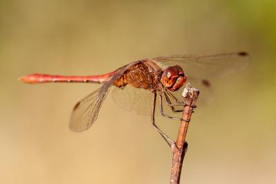 <i>Sympetrum meridionale</i>