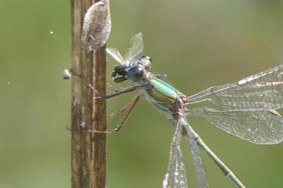 <i>Chalcolestes viridis</i>